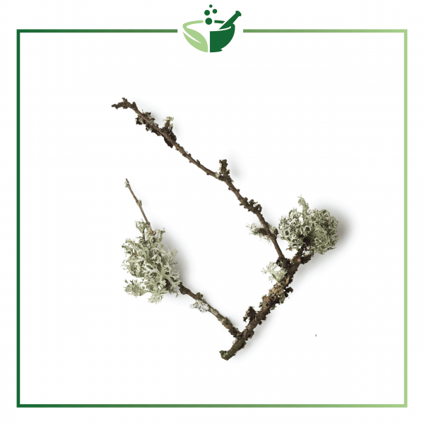 Oakmoss Essential Oil-01